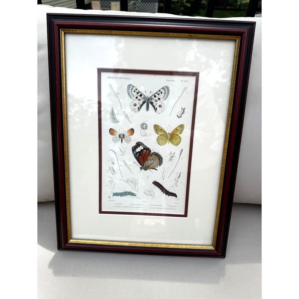 Antique Copper plate engraving Regne Animal Butterflies and caterpillar must see - Picture 2 of 7
